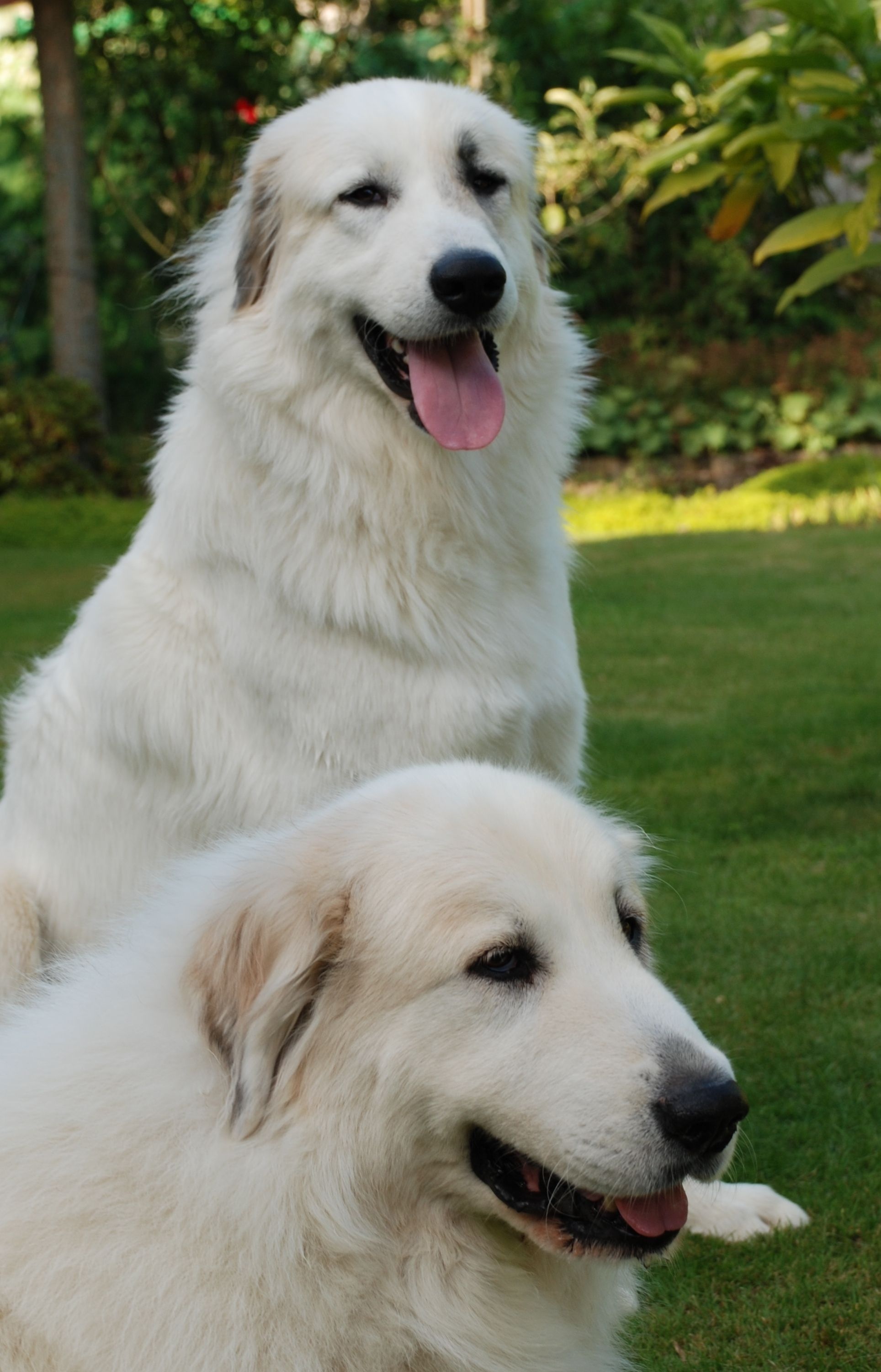 Couple, Great Pyrenees Wallpaper, 1930x3010 HD Phone