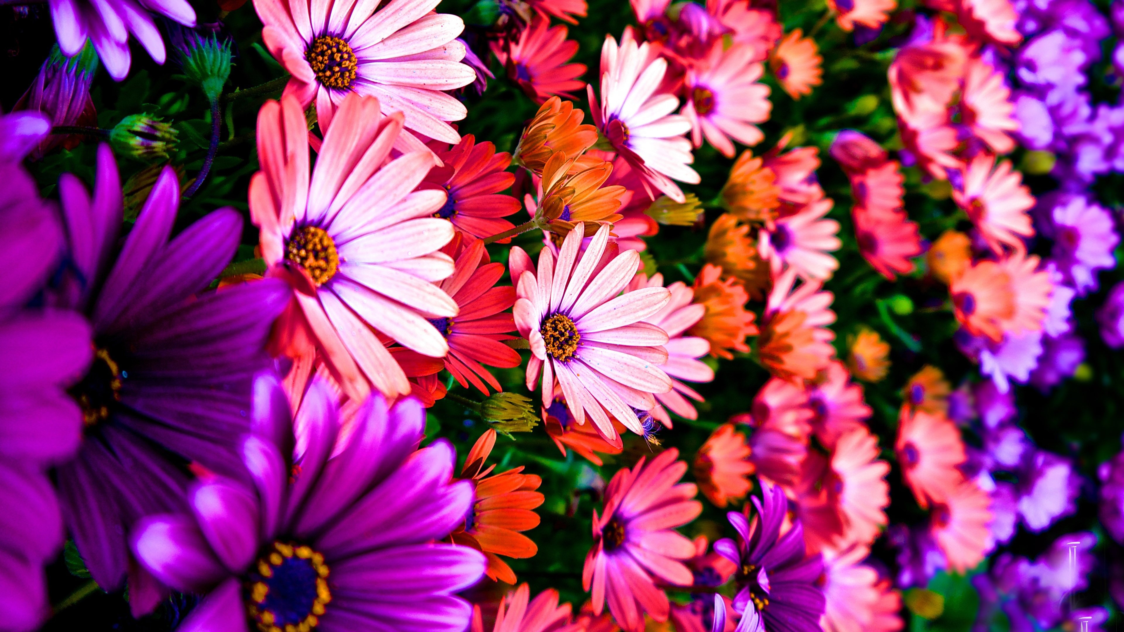 Daisies, Pretty Backgrounds Wallpaper, 3840x2160 4K Desktop